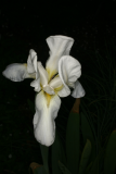 Iris germanica 'Florentina' RCP4-10 194.jpg